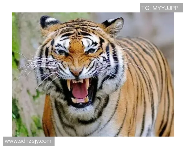 老虎VS其他动物的生存之战谁才是真正的森林之王